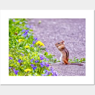 Chipmunk gasps in delight at spring flowers Posters and Art